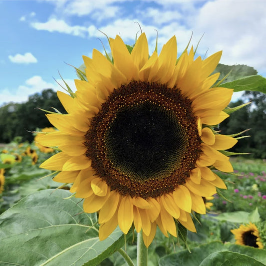 Sunflower 'Taiyo' Driftless Seed Supply - Organic