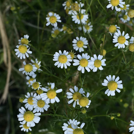 Chamomile 'German' Driftless Seed Supply - Organic