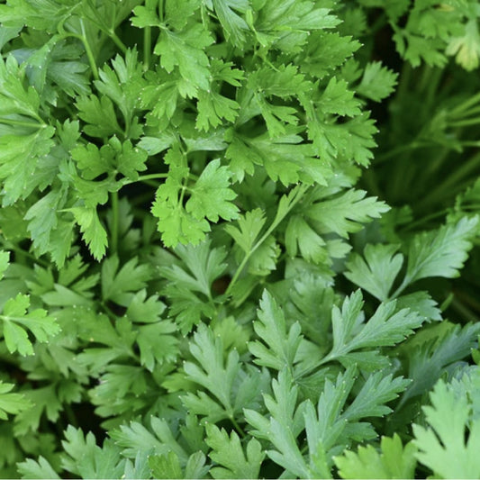Parsley 'Giant of Italy' Driftless Seed Supply - Organic