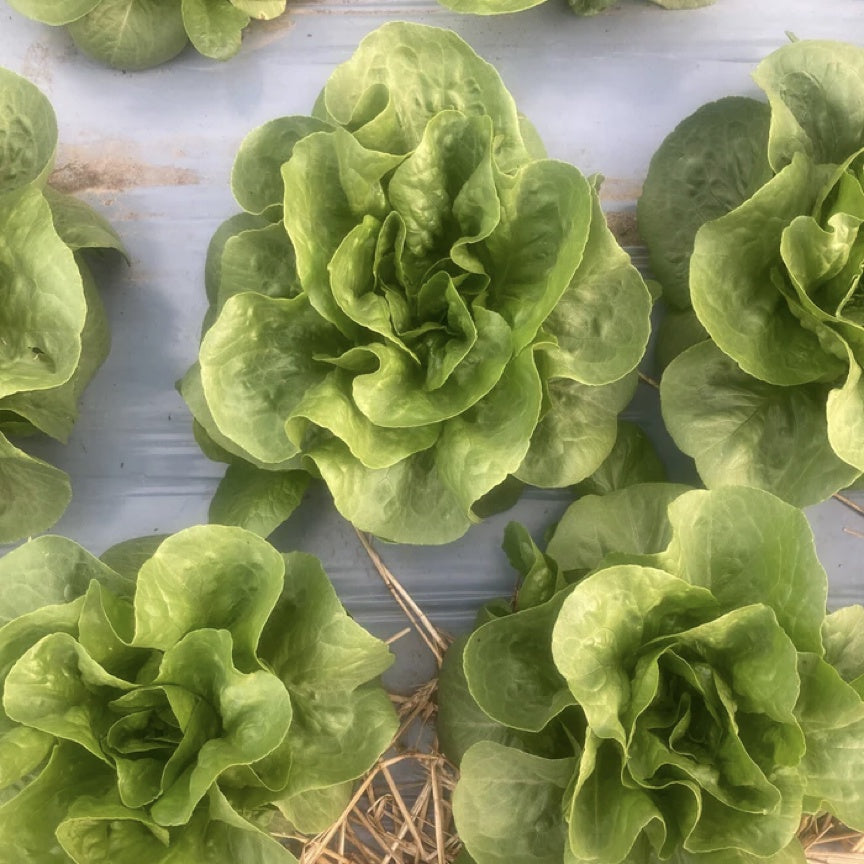 DS-Lettuce-Romaine-Jadeite-Organic
