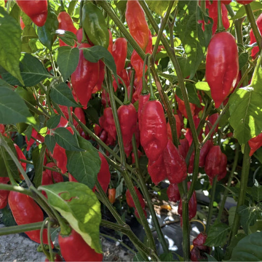 Pepper, Hot 'Hot Paper Lantern' Red Habanero - Driftless Seed Supply - Organic