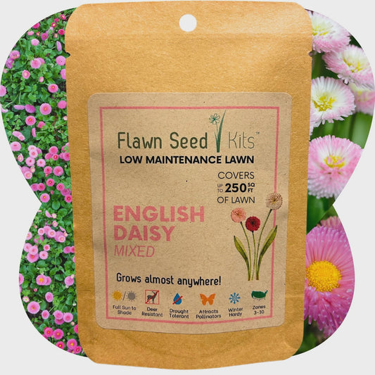 Bee Lawn Single Species Seed - English Mixed Daisy - 250 sqft