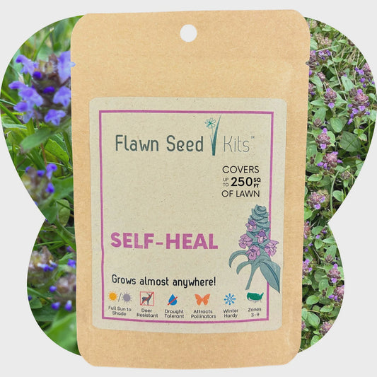 Bee Lawn Single Species Seed - Prunella vulgaris Self-Heal (MN Native) - 250 sqft (L2L)