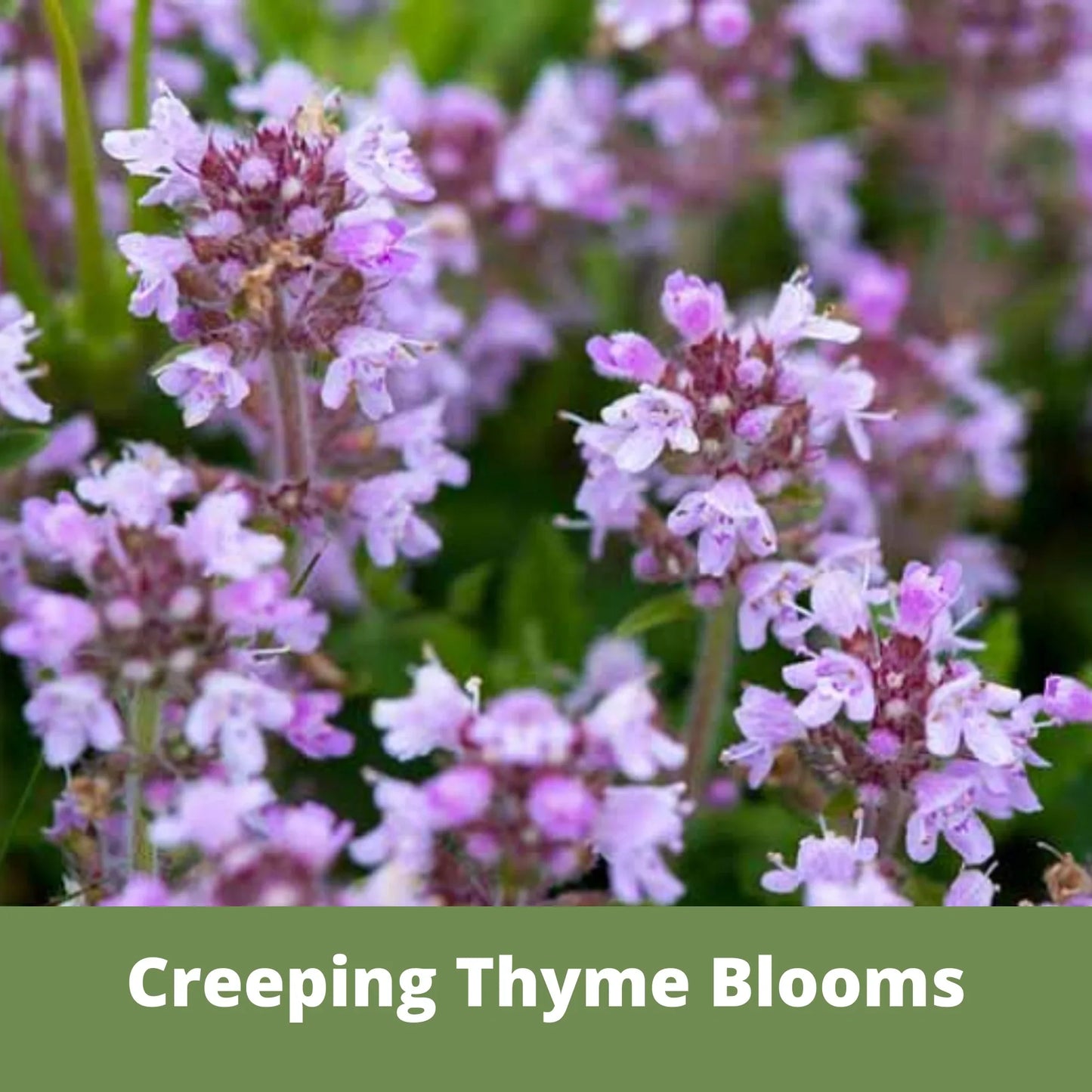 Bee Lawn Single Species Seed - Creeping Thyme - 250 sq ft