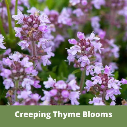 Bee Lawn Single Species Seed - Thymus serpyllum Creeping Thyme - 250 sqft (L2L)