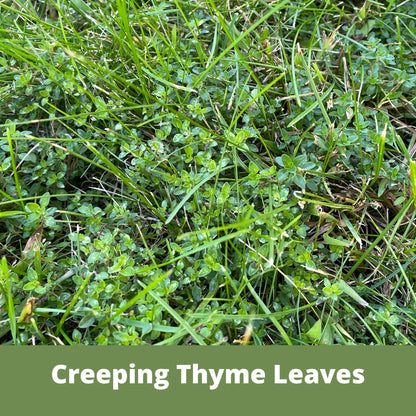 Bee Lawn Single Species Seed - Thymus serpyllum Creeping Thyme - 250 sqft (L2L)