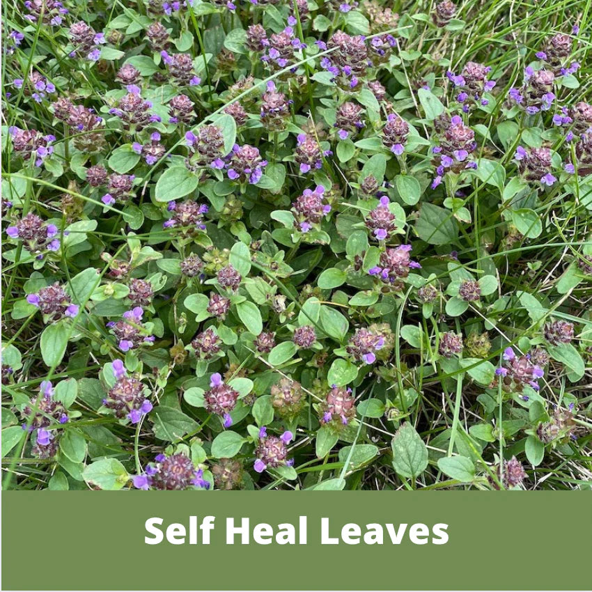 Bee Lawn Single Species Seed - Prunella vulgaris Self-Heal (MN Native) - 250 sqft (L2L)