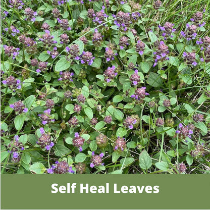Bee Lawn Single Species Seed - Prunella vulgaris Self-Heal (MN Native) - 250 sqft (L2L)