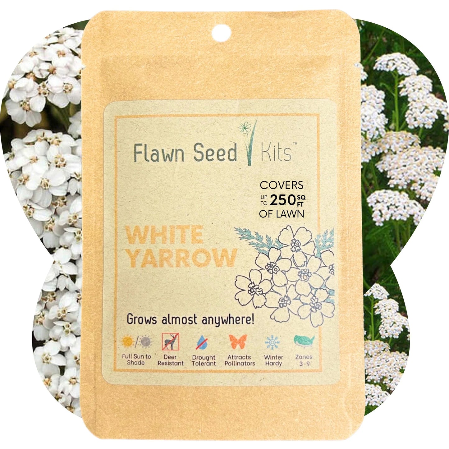 Bee Lawn Single Species Seed - White Yarrow (Midwest Native) - 250 sq ft