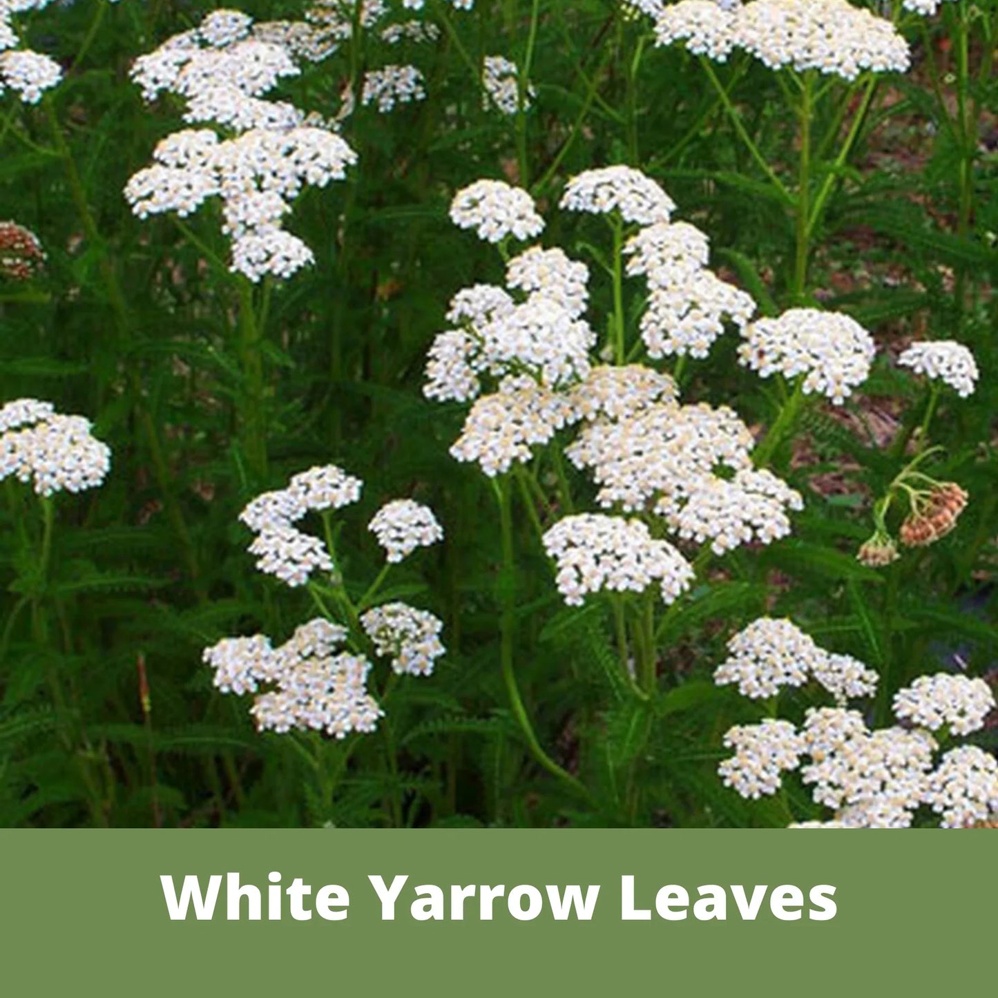 Bee Lawn Single Species Seed - White Yarrow (Midwest Native) - 250 sq ft