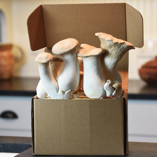 Field & Forest - Mushroom Table Top Farm Kits