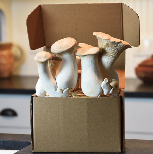 Field & Forest - Mushroom Table Top Farm Kits