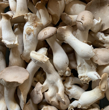 Field & Forest - Mushroom Table Top Farm Kits