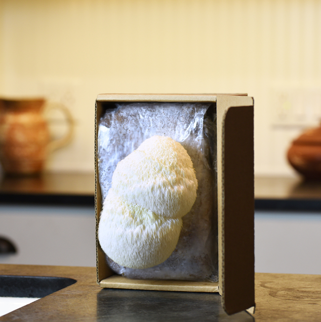 Field & Forest - Mushroom Table Top Farm Kits