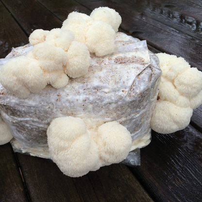 Field & Forest - Mushroom Table Top Farm Kits