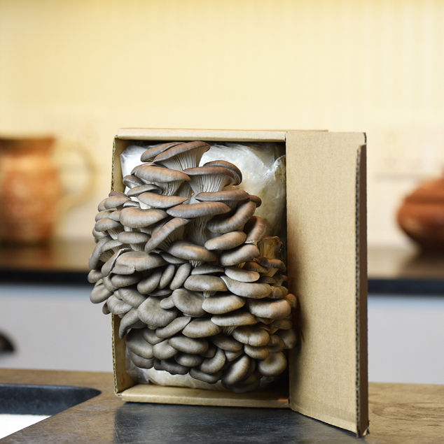 Field & Forest - Mushroom Table Top Farm Kits