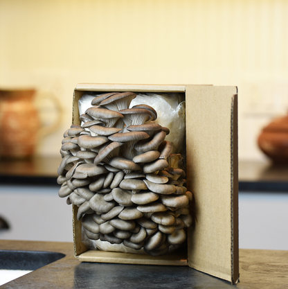 Field & Forest - Mushroom Table Top Farm Kits