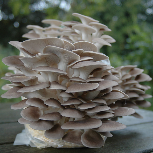 Field & Forest - Mushroom Table Top Farm Kits
