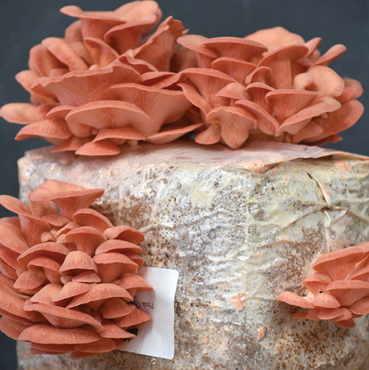 Field & Forest - Mushroom Table Top Farm Kits