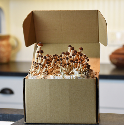 Field & Forest - Mushroom Table Top Farm Kits