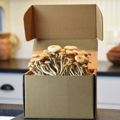 Field & Forest - Mushroom Table Top Farm Kits