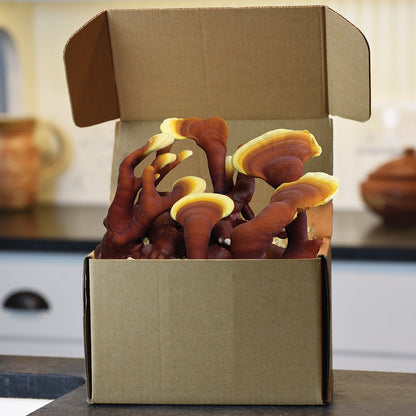 Field & Forest - Mushroom Table Top Farm Kits