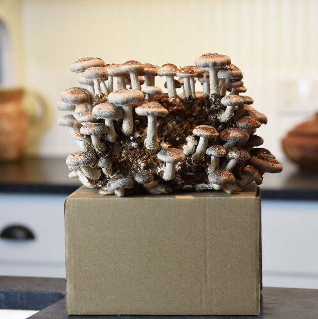 Field & Forest - Mushroom Table Top Farm Kits