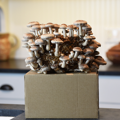 Field & Forest - Mushroom Table Top Farm Kits