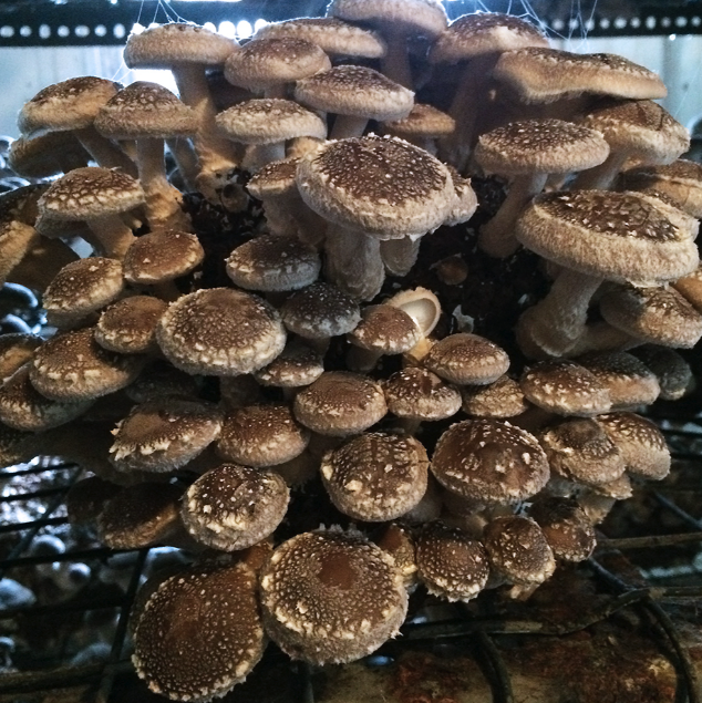 Field & Forest - Mushroom Table Top Farm Kits