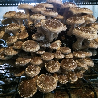 Field & Forest - Mushroom Table Top Farm Kits