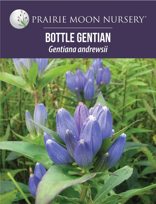 Bottle Gentian (Gentiana andrewsii) Seeds - Prairie Moon Nursery (L2L)