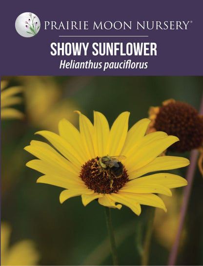 Showy Sunflower (Helianthus pauciflorus) Seeds - Prairie Moon Nursery