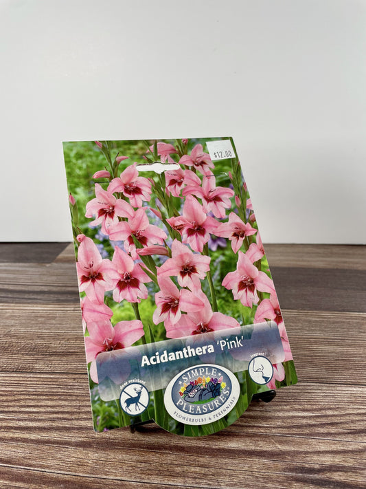 Bulb, Acidanthera  'Pink' 8/10 8pk