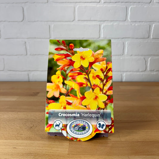 Bulb, Crocosmia 'Harlequin' PBR 8/+ 5pk
