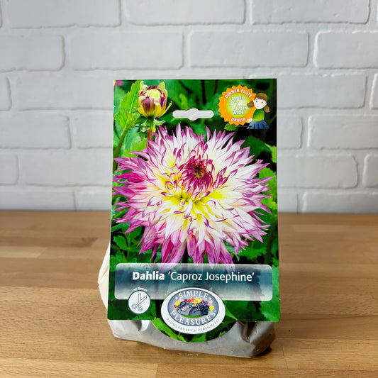 Bulb, Dahlia Fimbriata 'Caproz Josephine' 1pk