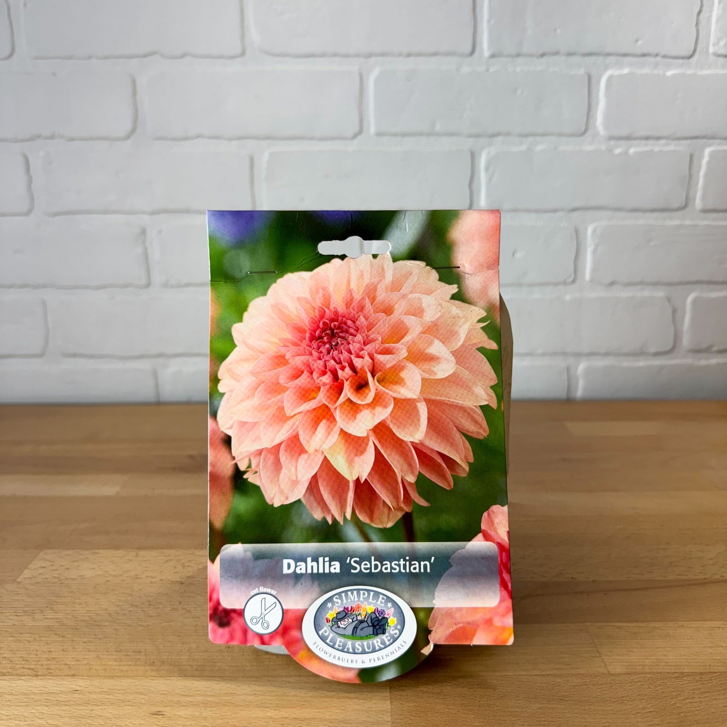 Bulb, Dahlia 'Decorative Sebastian' 1pk