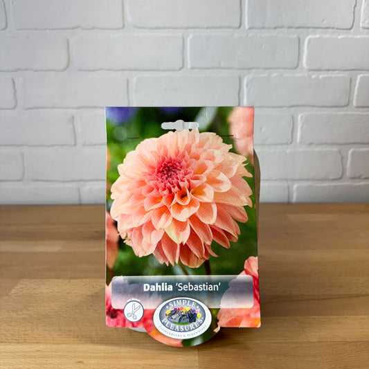 Bulb, Dahlia 'Decorative Sebastian' 1pk