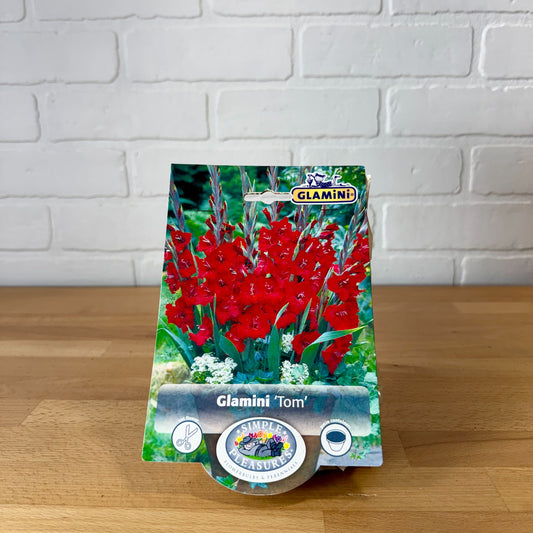 Bulb, Gladiolus 'Glamini Tom' 10/12 10pk