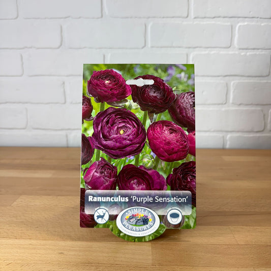 Bulb, Ranunculus 'Purple Sensation' 8/+ 10pk