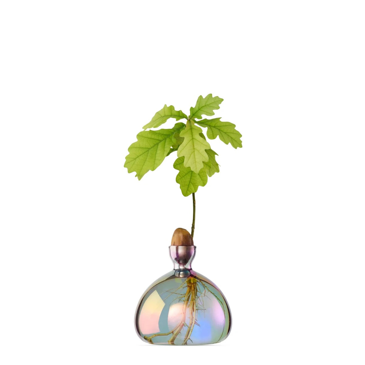 Ilex Studio Vase - The Acorn Vase