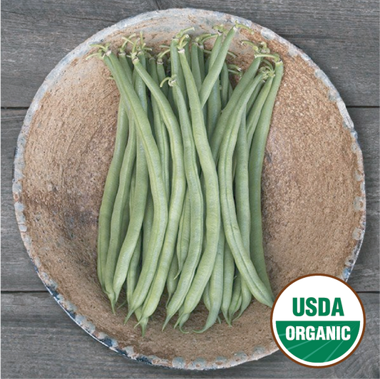 Jade, Bush Bean - North Circle Seeds - Organic
