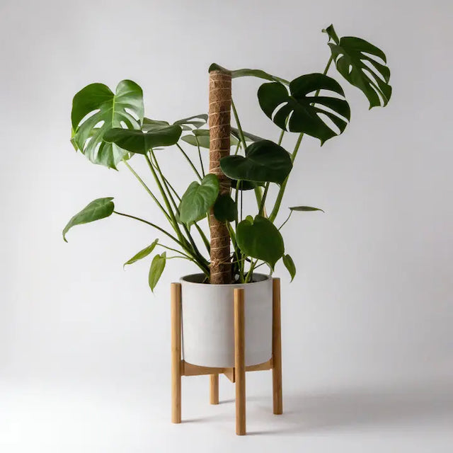 Kanso Designs - Adjustable Bamboo Plant Stands