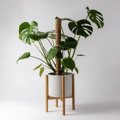 Kanso Designs - Adjustable Bamboo Plant Stands