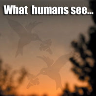 Window Alert Birding Decals - 4-pack