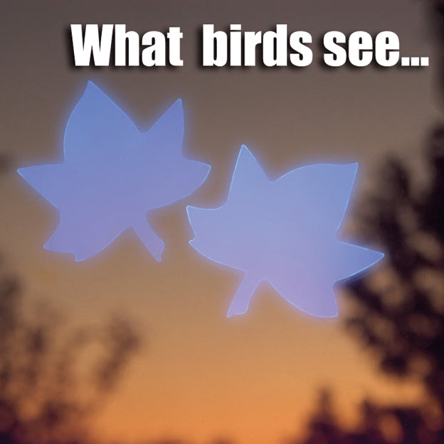 Window Alert Birding Decals - 4-pack