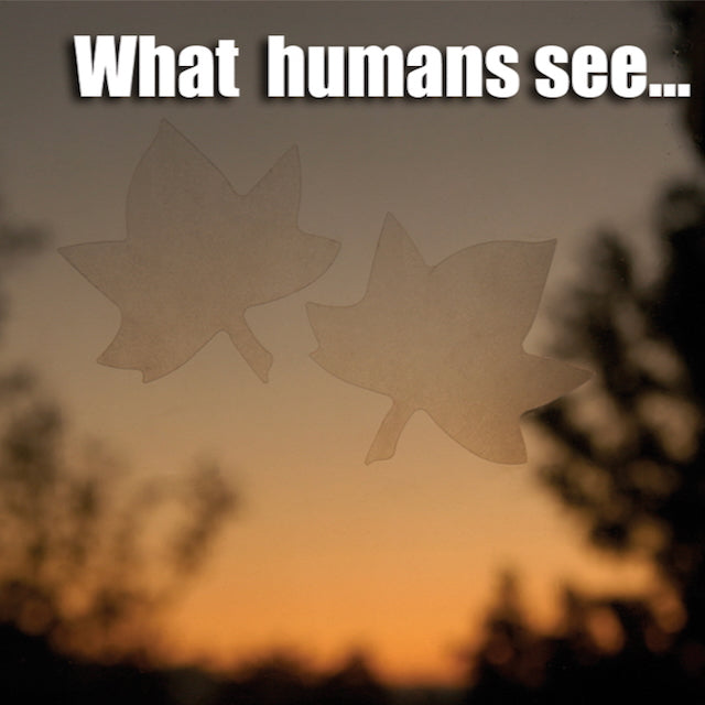 Window Alert Birding Decals - 4-pack