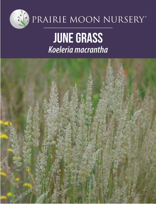 June Grass (Koeleria macrantha) Seeds - Prairie Moon Nursery