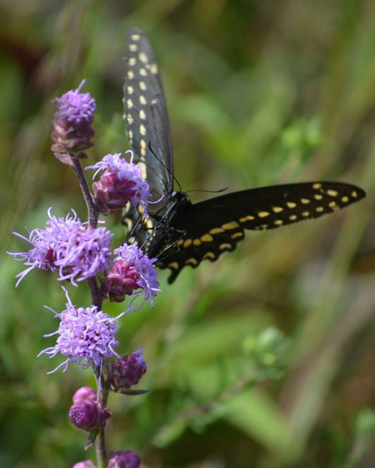 Button Blazing Star (Liatris aspera) Seeds - Prairie Moon Nursery (L2L)