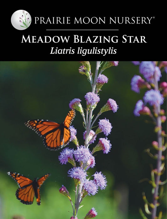 Meadow Blazing Star (Liatris ligulistylis) Seeds - Prairie Moon Nursery (L2L)