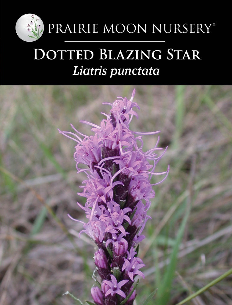 Dotted Blazing Star (Liatris punctata) Seeds - Prairie Moon Nursery (L2L)